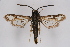  ( - CCDB-04643 F05)  @13 [ ] CreativeCommons - Attribution Non-Commercial Share-Alike (2010) Sesiidae Research Group Sesiidae Research Group