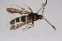  ( - CCDB-04643 F06)  @12 [ ] CreativeCommons - Attribution Non-Commercial Share-Alike (2010) Sesiidae Research Group Sesiidae Research Group