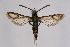  ( - CCDB-04643 F10)  @12 [ ] CreativeCommons - Attribution Non-Commercial Share-Alike (2010) Sesiidae Research Group Sesiidae Research Group