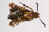  ( - CCDB-04643 G02)  @11 [ ] CreativeCommons - Attribution Non-Commercial Share-Alike (2010) Sesiidae Research Group Sesiidae Research Group