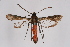  ( - CCDB-04643 H09)  @11 [ ] CreativeCommons - Attribution Non-Commercial Share-Alike (2010) Sesiidae Research Group Sesiidae Research Group