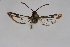  ( - CCDB-04687 A02)  @12 [ ] CreativeCommons - Attribution Non-Commercial Share-Alike (2010) Sesiidae Research Group Sesiidae Research Group