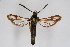  ( - CCDB-04687 A08)  @14 [ ] CreativeCommons - Attribution Non-Commercial Share-Alike (2010) Sesiidae Research Group Sesiidae Research Group