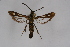  ( - CCDB-04687 B04)  @13 [ ] CreativeCommons - Attribution Non-Commercial Share-Alike (2010) Sesiidae Research Group Sesiidae Research Group