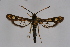  ( - CCDB-04687 C08)  @13 [ ] CreativeCommons - Attribution Non-Commercial Share-Alike (2010) Sesiidae Research Group Sesiidae Research Group