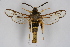  ( - CCDB-04687 C10)  @13 [ ] CreativeCommons - Attribution Non-Commercial Share-Alike (2010) Sesiidae Research Group Sesiidae Research Group