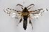  ( - CCDB-04687 D08)  @11 [ ] CreativeCommons - Attribution Non-Commercial Share-Alike (2010) Sesiidae Research Group Sesiidae Research Group