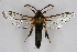  ( - CCDB-04687 D10)  @11 [ ] CreativeCommons - Attribution Non-Commercial Share-Alike (2010) Sesiidae Research Group Sesiidae Research Group