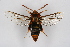  ( - CCDB-04687 D09)  @13 [ ] CreativeCommons - Attribution Non-Commercial Share-Alike (2010) Sesiidae Research Group Sesiidae Research Group