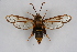  ( - CCDB-04687 D12)  @13 [ ] CreativeCommons - Attribution Non-Commercial Share-Alike (2010) Sesiidae Research Group Sesiidae Research Group