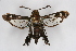  ( - CCDB-04687 E06)  @12 [ ] CreativeCommons - Attribution Non-Commercial Share-Alike (2010) Sesiidae Research Group Sesiidae Research Group