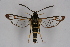  ( - CCDB-04687 F03)  @14 [ ] CreativeCommons - Attribution Non-Commercial Share-Alike (2010) Sesiidae Research Group Sesiidae Research Group