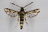  (Bembecia sp - CCDB-04687 G09)  @12 [ ] CreativeCommons - Attribution Non-Commercial Share-Alike (2010) Sesiidae Research Group Sesiidae Research Group