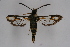  ( - CCDB-04687 H02)  @14 [ ] CreativeCommons - Attribution Non-Commercial Share-Alike (2010) Sesiidae Research Group Sesiidae Research Group