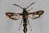  ( - CCDB-04687 H04)  @14 [ ] CreativeCommons - Attribution Non-Commercial Share-Alike (2010) Sesiidae Research Group Sesiidae Research Group