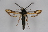  ( - CCDB-04684 B08)  @13 [ ] CreativeCommons - Attribution Non-Commercial Share-Alike (2010) Sesiidae Research Group Sesiidae Research Group