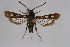  ( - CCDB-04684 B09)  @12 [ ] CreativeCommons - Attribution Non-Commercial Share-Alike (2010) Sesiidae Research Group Sesiidae Research Group