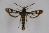  ( - CCDB-04684 C09)  @13 [ ] CreativeCommons - Attribution Non-Commercial Share-Alike (2010) Sesiidae Research Group Sesiidae Research Group