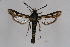  ( - CCDB-04684 C10)  @13 [ ] CreativeCommons - Attribution Non-Commercial Share-Alike (2010) Sesiidae Research Group Sesiidae Research Group