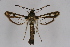  ( - CCDB-04684 D01)  @14 [ ] CreativeCommons - Attribution Non-Commercial Share-Alike (2010) Sesiidae Research Group Sesiidae Research Group