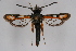  ( - CCDB-04684 D11)  @13 [ ] CreativeCommons - Attribution Non-Commercial Share-Alike (2010) Sesiidae Research Group Sesiidae Research Group