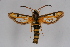  ( - CCDB-04684 D12)  @14 [ ] CreativeCommons - Attribution Non-Commercial Share-Alike (2010) Sesiidae Research Group Sesiidae Research Group