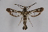  ( - CCDB-04684 E08)  @14 [ ] CreativeCommons - Attribution Non-Commercial Share-Alike (2010) Sesiidae Research Group Sesiidae Research Group