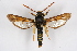  ( - CCDB-04684 F04)  @11 [ ] CreativeCommons - Attribution Non-Commercial Share-Alike (2010) Sesiidae Research Group Sesiidae Research Group