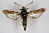  ( - CCDB-04684 F06)  @14 [ ] CreativeCommons - Attribution Non-Commercial Share-Alike (2010) Sesiidae Research Group Sesiidae Research Group