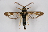  ( - CCDB-04684 F09)  @14 [ ] CreativeCommons - Attribution Non-Commercial Share-Alike (2010) Sesiidae Research Group Sesiidae Research Group