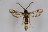  (Bembecia stuebingeri - CCDB-04684 F10)  @14 [ ] CreativeCommons - Attribution Non-Commercial Share-Alike (2010) Sesiidae Research Group Sesiidae Research Group