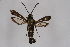  ( - CCDB-04684 G04)  @12 [ ] CreativeCommons - Attribution Non-Commercial Share-Alike (2010) Sesiidae Research Group Sesiidae Research Group