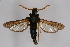  ( - CCDB-04684 G06)  @12 [ ] CreativeCommons - Attribution Non-Commercial Share-Alike (2010) Sesiidae Research Group Sesiidae Research Group