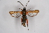  ( - CCDB-04684 H10)  @14 [ ] CreativeCommons - Attribution Non-Commercial Share-Alike (2010) Sesiidae Research Group Sesiidae Research Group