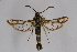  ( - CCDB-04613 B06)  @13 [ ] CreativeCommons - Attribution Non-Commercial Share-Alike (2010) Sesiidae Research Group Sesiidae Research Group