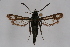  ( - CCDB-04613 B10)  @12 [ ] CreativeCommons - Attribution Non-Commercial Share-Alike (2010) Sesiidae Research Group Sesiidae Research Group