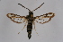  ( - CCDB-04613 B12)  @14 [ ] CreativeCommons - Attribution Non-Commercial Share-Alike (2010) Sesiidae Research Group Sesiidae Research Group