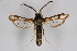  ( - CCDB-04613 C02)  @14 [ ] CreativeCommons - Attribution Non-Commercial Share-Alike (2010) Sesiidae Research Group Sesiidae Research Group