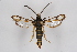  ( - CCDB-04613 C05)  @14 [ ] CreativeCommons - Attribution Non-Commercial Share-Alike (2010) Sesiidae Research Group Sesiidae Research Group