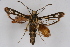  ( - CCDB-04613 C09)  @11 [ ] CreativeCommons - Attribution Non-Commercial Share-Alike (2010) Sesiidae Research Group Sesiidae Research Group