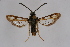  ( - CCDB-04613 D03)  @13 [ ] CreativeCommons - Attribution Non-Commercial Share-Alike (2010) Sesiidae Research Group Sesiidae Research Group