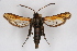  ( - CCDB-04613 D04)  @14 [ ] CreativeCommons - Attribution Non-Commercial Share-Alike (2010) Sesiidae Research Group Sesiidae Research Group