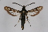  ( - CCDB-04613 D09)  @13 [ ] CreativeCommons - Attribution Non-Commercial Share-Alike (2010) Sesiidae Research Group Sesiidae Research Group