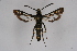  ( - CCDB-04613 D11)  @13 [ ] CreativeCommons - Attribution Non-Commercial Share-Alike (2010) Sesiidae Research Group Sesiidae Research Group