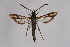  ( - CCDB-04613 E01)  @11 [ ] CreativeCommons - Attribution Non-Commercial Share-Alike (2010) Sesiidae Research Group Sesiidae Research Group