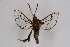  ( - CCDB-04685 C01)  @12 [ ] CreativeCommons - Attribution Non-Commercial Share-Alike (2010) Sesiidae Research Group Sesiidae Research Group