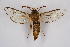  ( - CCDB-04685 C05)  @13 [ ] CreativeCommons - Attribution Non-Commercial Share-Alike (2010) Sesiidae Research Group Sesiidae Research Group