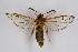  ( - CCDB-04685 C07)  @13 [ ] CreativeCommons - Attribution Non-Commercial Share-Alike (2010) Sesiidae Research Group Sesiidae Research Group