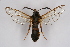  ( - CCDB-04685 C09)  @13 [ ] CreativeCommons - Attribution Non-Commercial Share-Alike (2010) Sesiidae Research Group Sesiidae Research Group