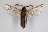  ( - CCDB-04685 C11)  @13 [ ] CreativeCommons - Attribution Non-Commercial Share-Alike (2010) Sesiidae Research Group Sesiidae Research Group